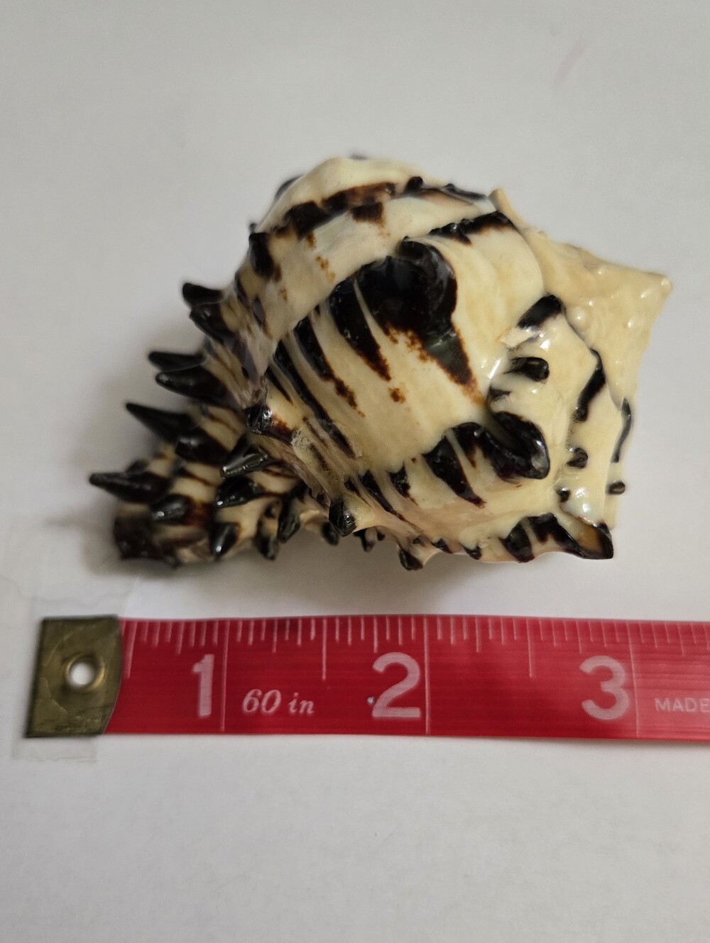 Set /3 Sea Shells - Picture 5 of 16